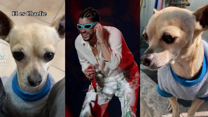 Regala boletos para ver a Bad Bunny a quien le regrese su perrita extraviada