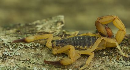 Muere niño tras picadura de escorpión amarillo; sufre 7 infartos