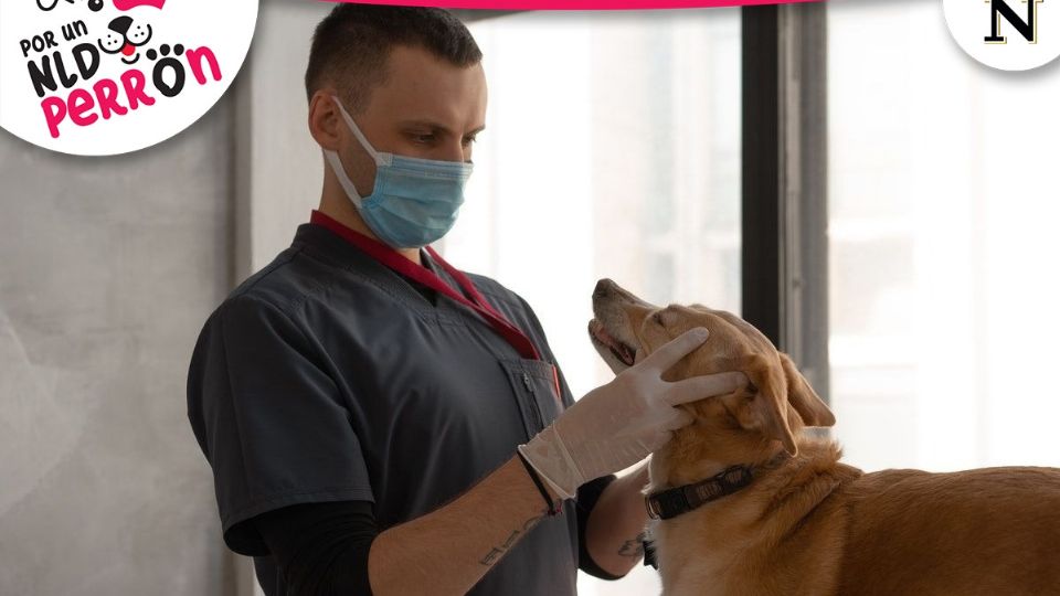 Veterinarios revisan a los perros y gatos a domicilio.