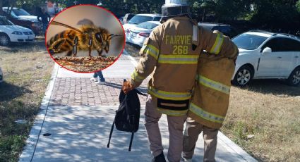 Enjambre de abejas ataca a 50 alumnos y maestros en Sinaloa