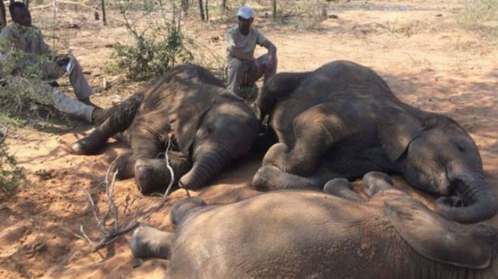 Intensa sequía mata a más de 200 elefantes y otros animales en Kenia