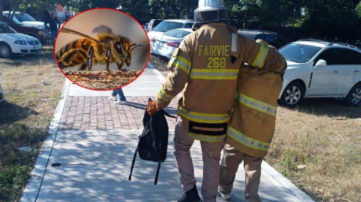 Enjambre de abejas ataca a 50 alumnos y maestros en Sinaloa