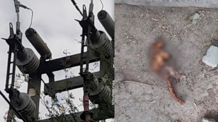 Ardilla deja sin agua a varias colonias de Nuevo Laredo