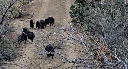 Jabalíes: temporada de caza y temporada de su aparición