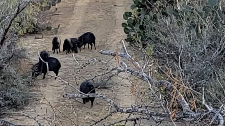 Jabalíes: temporada de caza y temporada de su aparición