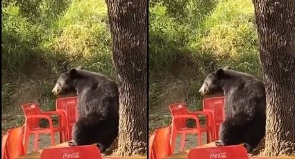 Captan osito 'perreando' en la Universidad de Nuevo León | VIDEO