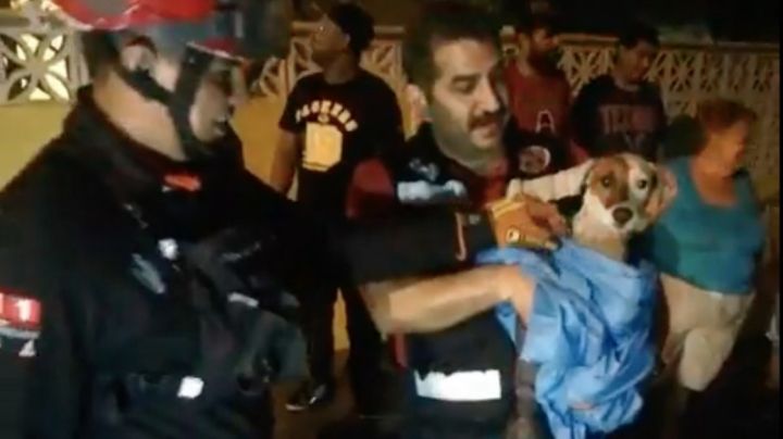 Rescatan a perrito atrapado en alcantarilla de Nuevo León | VIDEO