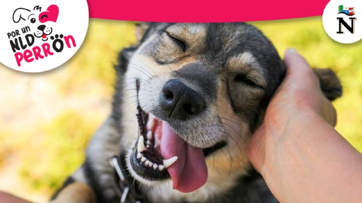 ¡Rescata un perro de la calle! Adoptar es un acto de amor