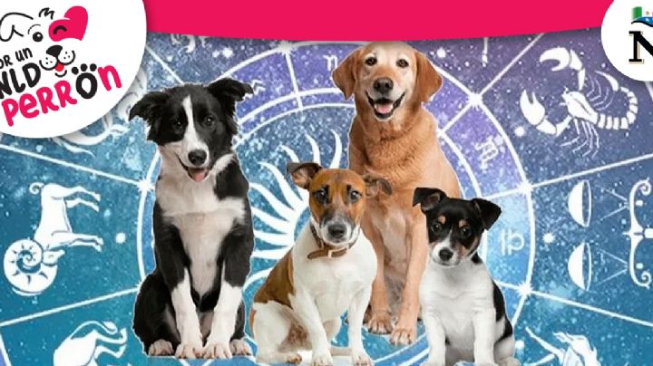 Adopta al mejor perro según tu signo zodiacal