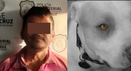 Sentencian a 3 años de cárcel a hombre que mató a palazos a un perro en Veracruz