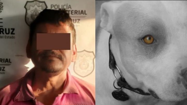 Sentencian a 3 años de cárcel a hombre que mató a palazos a un perro en Veracruz