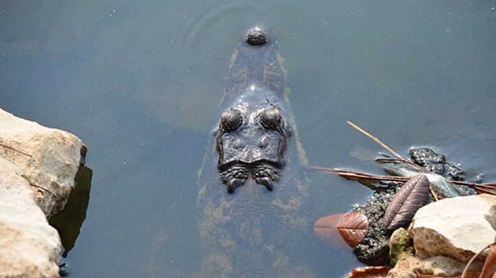 Estos son los cuatro cocodrilos han aparecido en Nuevo Laredo