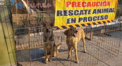 Peregrinos abandonan a perritos cerca de la Basílica de Guadalupe