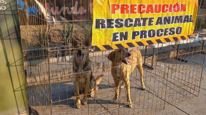 Peregrinos abandonan a perritos cerca de la Basílica de Guadalupe
