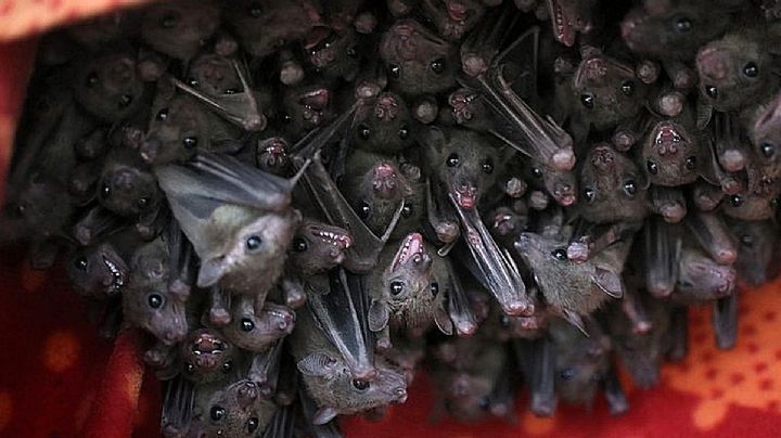 Niño muere en Texas después de mordida de murciélago