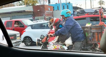 Captan a la "Chimoltrufia" en el Puente 2; la perrita 'biker' ha recorrido todo México