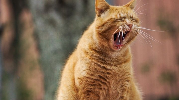Hombre muere por mordedura de su gato en la mano cuatro años después