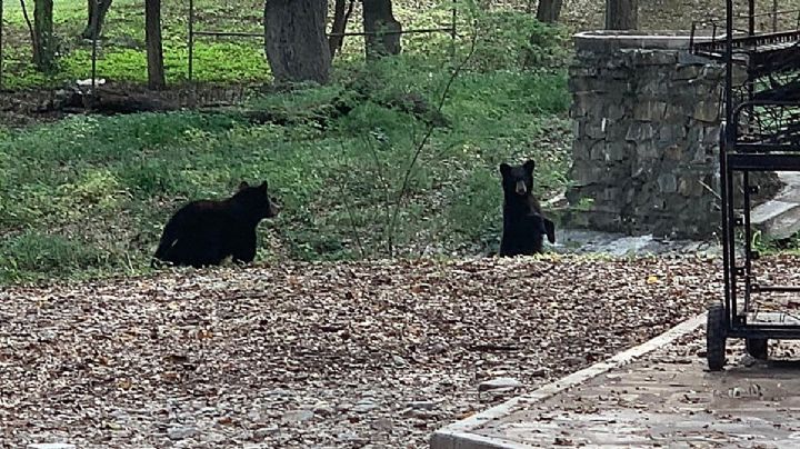 'Inundan' osos el Ojo de Agua de Sabinas Hidalgo, Nuevo León