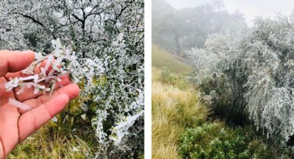 Tamaulipas se pinta de blanco; seguirán temperaturas congelantes 48 horas más