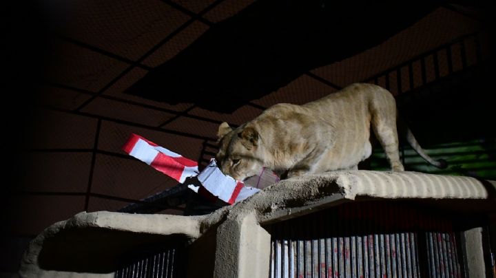 Suspende actividades Zoológico de Nuevo Laredo; resguarda animales por bajas temperaturas