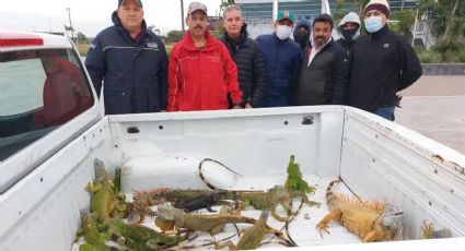 Operativo iguana congelada: abren albergue en Tampico para que no mueran de frío