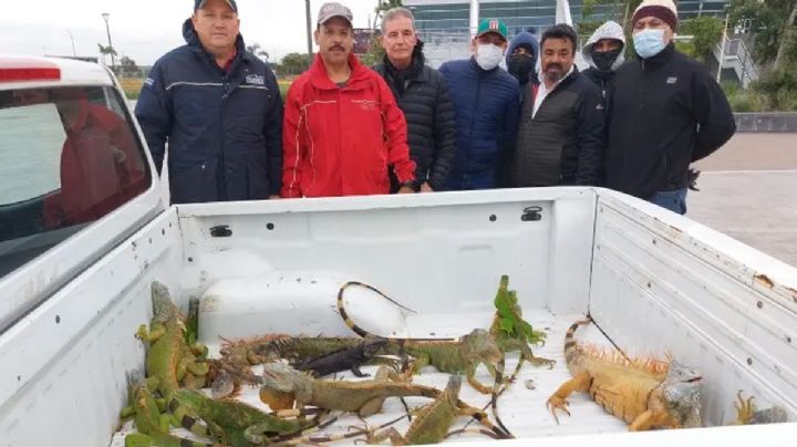 Operativo iguana congelada: abren albergue en Tampico para que no mueran de frío