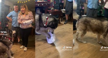 Perrito emocionado por su regalo, se desilusiona tras abrir la envoltura | VIDEO