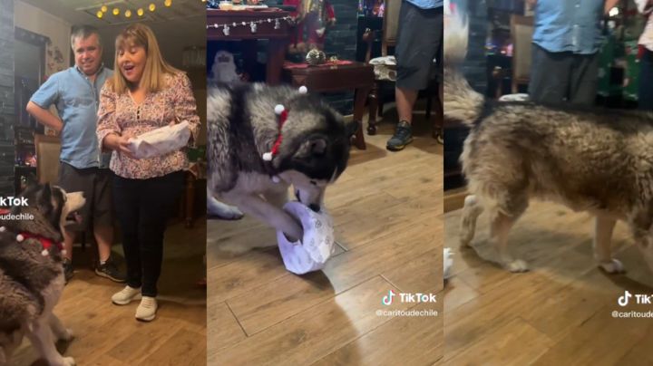 Perrito emocionado por su regalo, se desilusiona tras abrir la envoltura | VIDEO