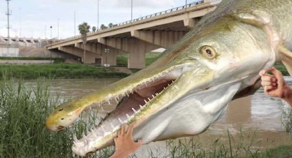 Capturan gigantesco catán de 12 metros en el Río Bravo | VIDEO