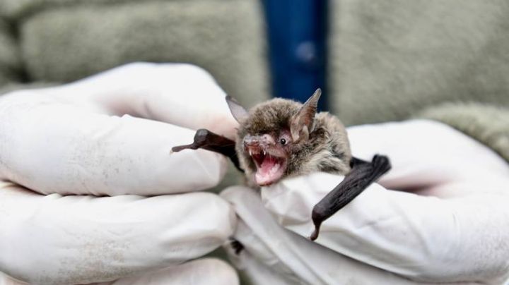 Muere niño de siete años, contagiado de rabia en Oaxaca; otra niña está grave