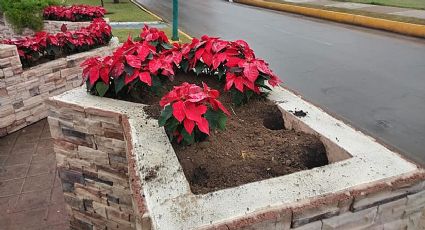 Rapiña de flores de Nochebuena; no duraron ni un día en las plazas públicas