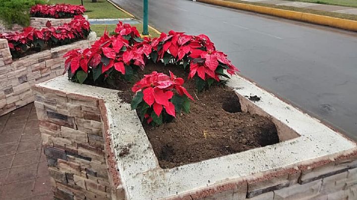 Rapiña de flores de Nochebuena; no duraron ni un día en las plazas públicas
