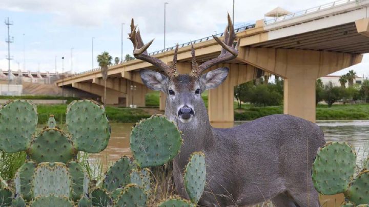 Venado cola blanca: criatura mágica del noreste de México | FOTOS