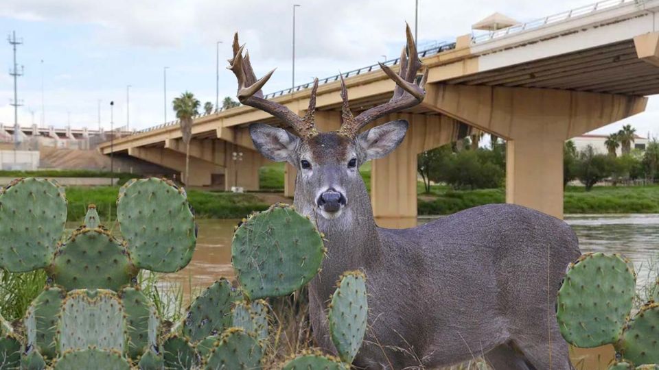 Venado cola blanca