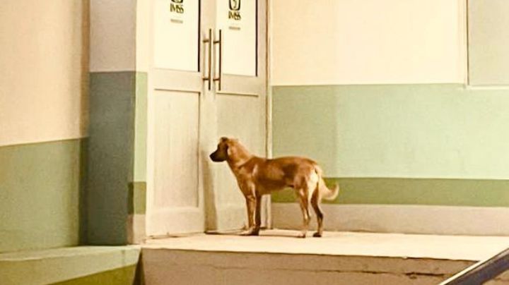 Perrito salva la vida de su dueño desaparecido en Sonora