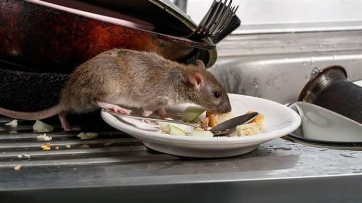 Rata cae sobre cliente en restaurante y lo ataca | VIDEO