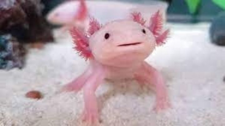 El Ajolote del billete de 50 pesos ¡existe! y se llama “Gorda”