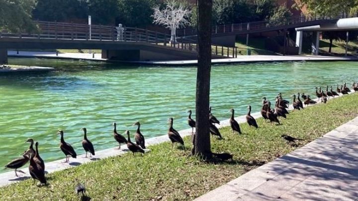 Regalo de la naturaleza: aterrizan patos silbadores en Paseo Santa Lucía