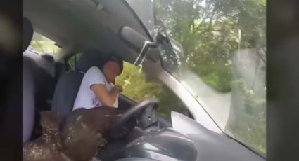 VIDEO VIRAL: Águila entra volando a un auto en movimiento; youtuber se lleva el susto de su vida