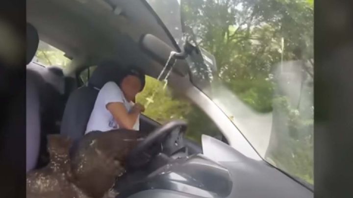 VIDEO VIRAL: Águila entra volando a un auto en movimiento; youtuber se lleva el susto de su vida