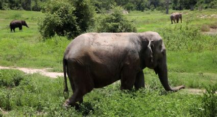 Indignación: Multan a guía turístico por maltratar elefante y subirlo a Tik Tok