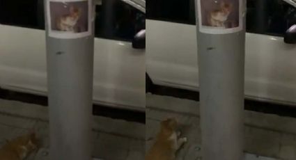 VIDEO: Gatito perdido se para bajo su cartel de búsqueda para que lo encuentren