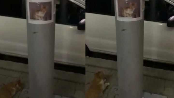 VIDEO: Gatito perdido se para bajo su cartel de búsqueda para que lo encuentren