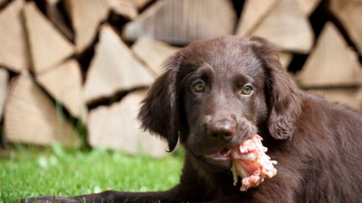 Perrito encuentra pierna humana en Saltillo