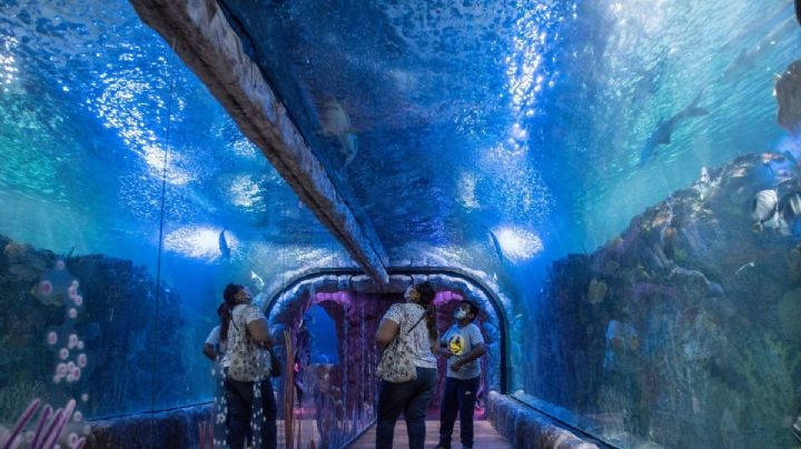 Muere mujer buzo en Acuario Imbursa de la CDMX; FGJ investiga el caso