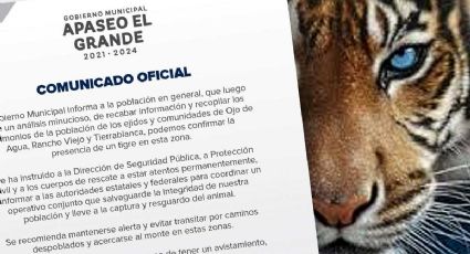 Tigre de paseo en Apaseo: Reporta alcalde que el felino ronda poblados de Guanajuato