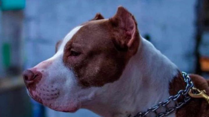 IMÁGENES FUERTES... Atacan pitbulls a niña de 3 años que vendía churros