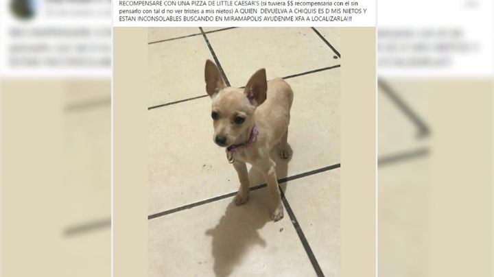 Abuelita ofrece una pizza como recompensa para encontrar a perrito de sus nietos