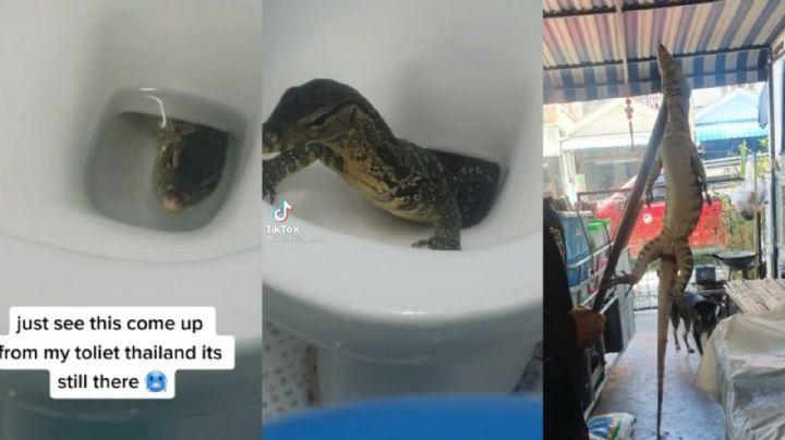 VIDEO ¡Qué susto! Reptil sale del inodoro de un hotel momentos antes de que fuera utilizado.