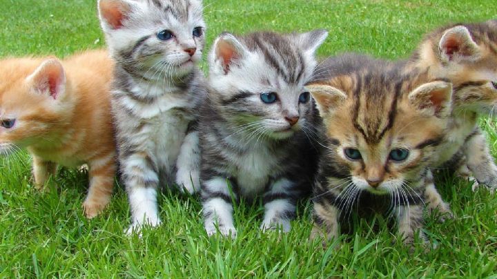 Día Internacional del Gato 2022 ¿por qué se celebra tres veces al año?